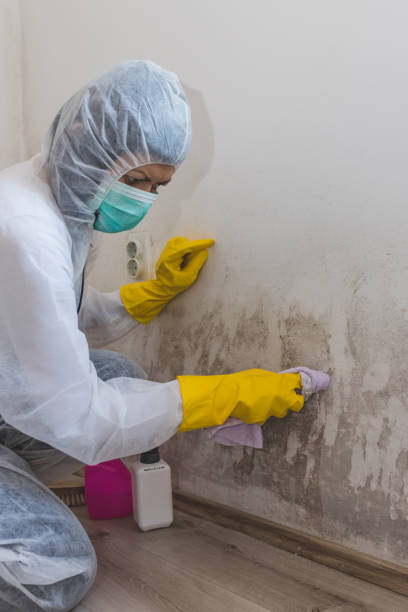 Best Mold Odor Removal Services  in North Webster, IN